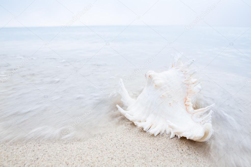 Conch on the beach on a cloudy day