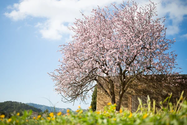 Beautiful almond tree in spanish landscape in Majorca — Stock Photo, Image