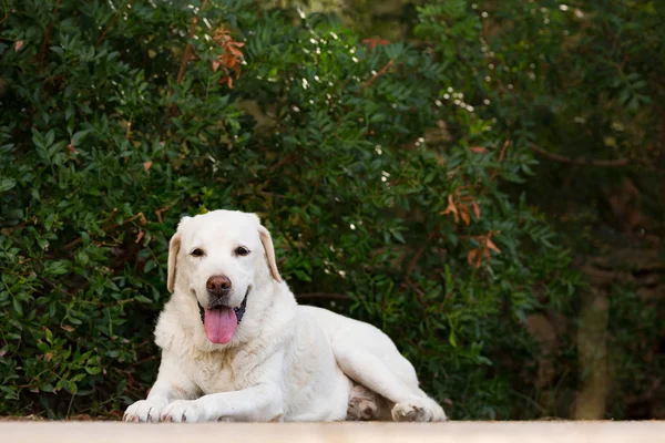 Starý senior labrador pes v parku při pohledu na fotoaparát — Stock fotografie