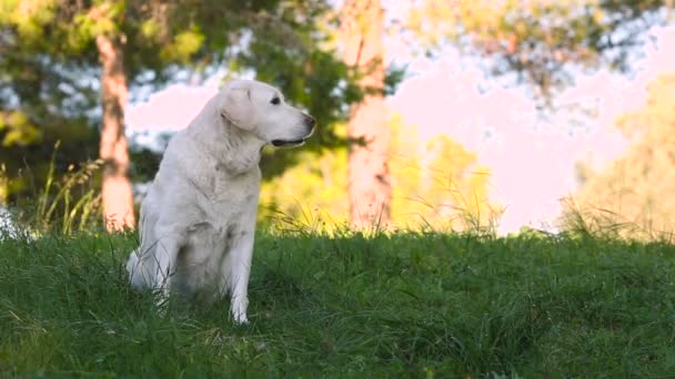 Junger Mann nimmt alten Hund an die Leine — Stockvideo
