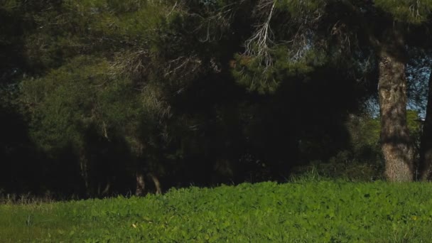 Молодой человек гуляет со старым лабрадором в парке — стоковое видео