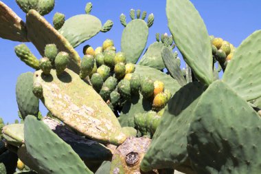 Kaktüs üzerine seçici odaklanma görünümü