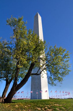 Washington DC 'deki bir ağacın arkasındaki Washington Anıtı manzarası