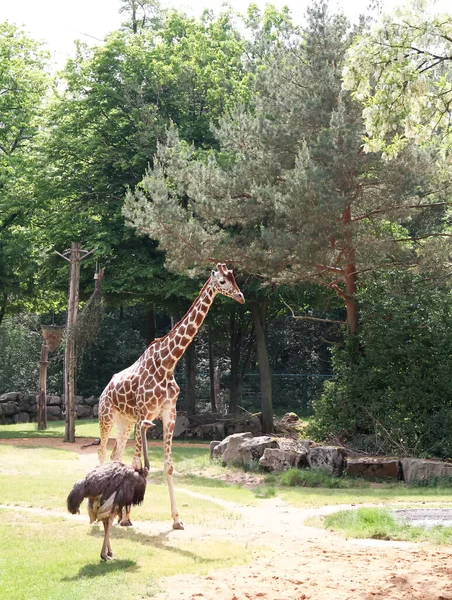Jirafa Zoológico Nuremberg — Foto de Stock