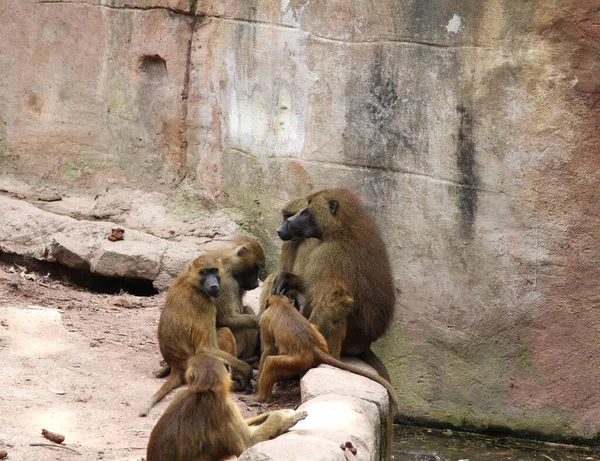 Babuinos Zoológico Nuremberg — Foto de Stock