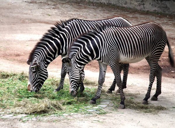 Zebras Στο Ζωολογικό Κήπο Της Νυρεμβέργης Στη Γερμανία — Φωτογραφία Αρχείου