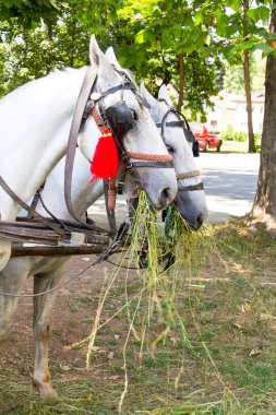 Otla beslenen atlar.