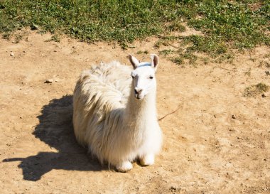 Lama, bir yaz günü dinleniyor.