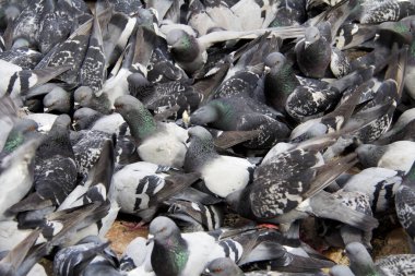 Bir ağacın altında yerde güvercin sürüsü