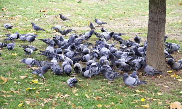 Bir Ağacın Altında Yerde Güvercin Sürüsü — Stok fotoğraf