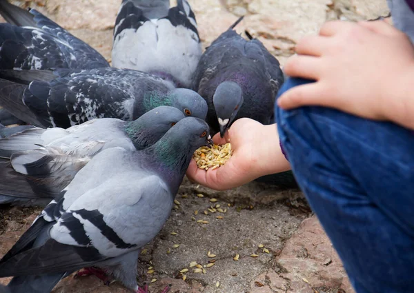 Nsan Eli Kuşu Besler — Stok fotoğraf