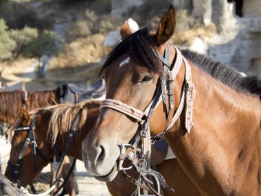 Otlaktaki iki atın portresi.