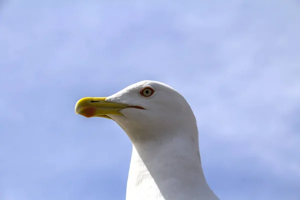 Zavřít Pohled Bílého Ptáka Sedícího Pláže — Stock fotografie