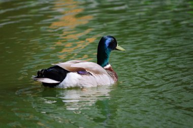 Yeşilbaş ördek yaz aylarında gölde yüzüyor 