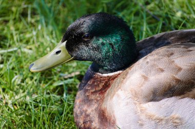 Yakın çekim yeşilbaş ördek çim