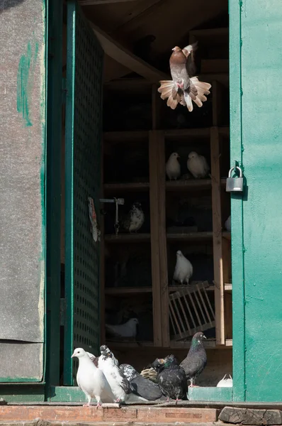 Witte duiven zittend op een oude duiventil — Stockfoto