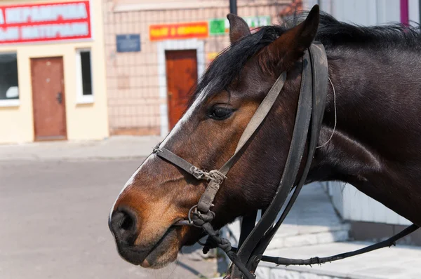 Head of horse with harness