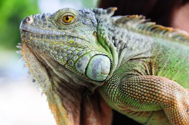 Yeşil iguana portresi