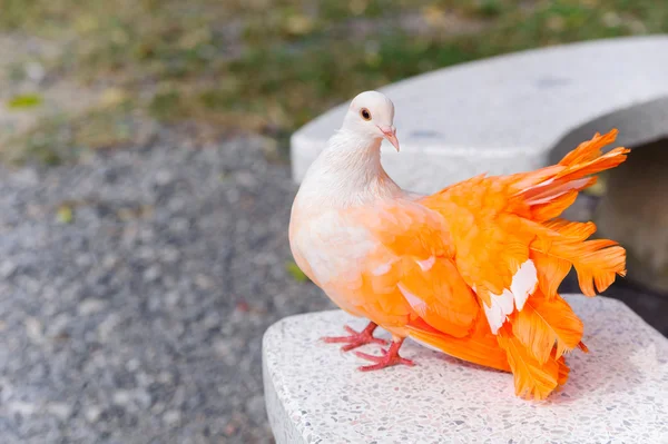 Pombo colorido na fazenda de pombos — Fotografia de Stock