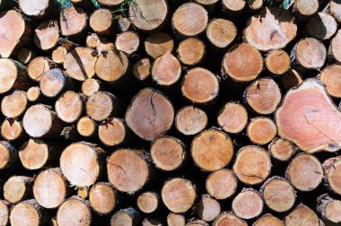 ahşap günlükleri sanayî için