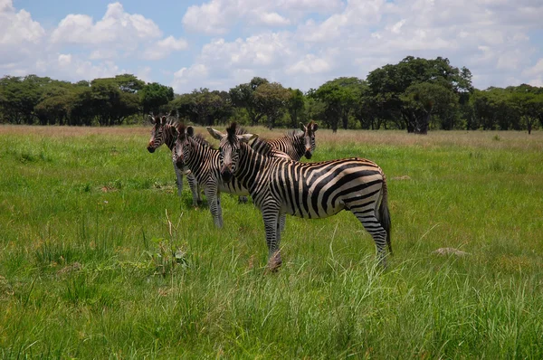 Manada de cebras se ven en el Parque Recreativo Lago Chivero cerca de Harare, Zimbabue — Foto de Stock