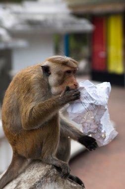 Maymunu gıda kağıt yiyen o sol tarafından turist Dambulla, Sri Lanka.