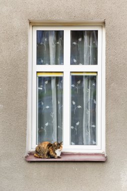 dışında kenarında oturan kedi