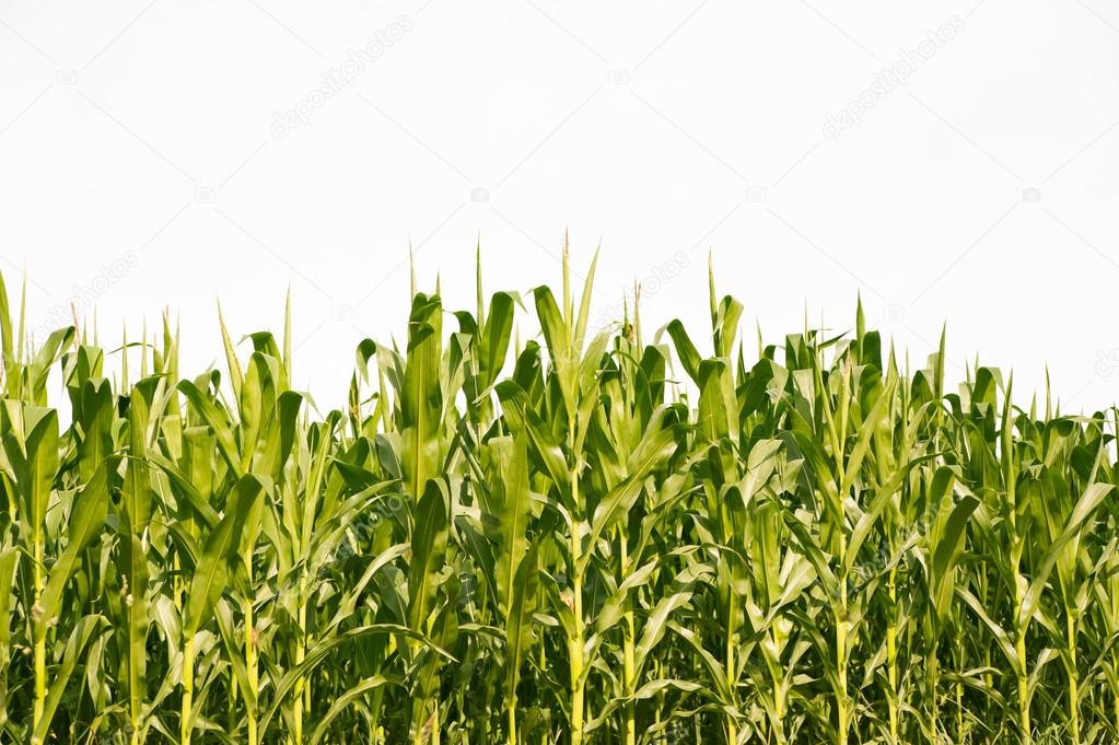 Corn field in summer