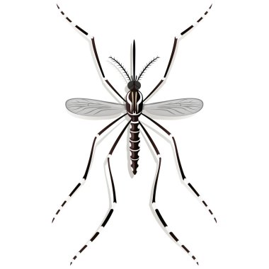 Doğa, Aedes Aegypti sivrisinek Uzunbacak, üstten görünüm. Bilgi ve kurumsal ilgili sağlık ve bakım için idealdir