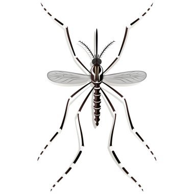 Nature, Aedes Aegypti Mosquito stilt, top view. Ideal for informational and institutional related sanitation and care clipart