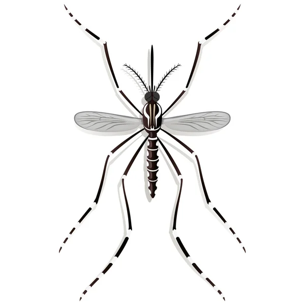 Natura, Aedes Aegypti Mosquito trampoli, vista dall'alto. Ideale per servizi igienico-sanitari informativi e istituzionali — Vettoriale Stock