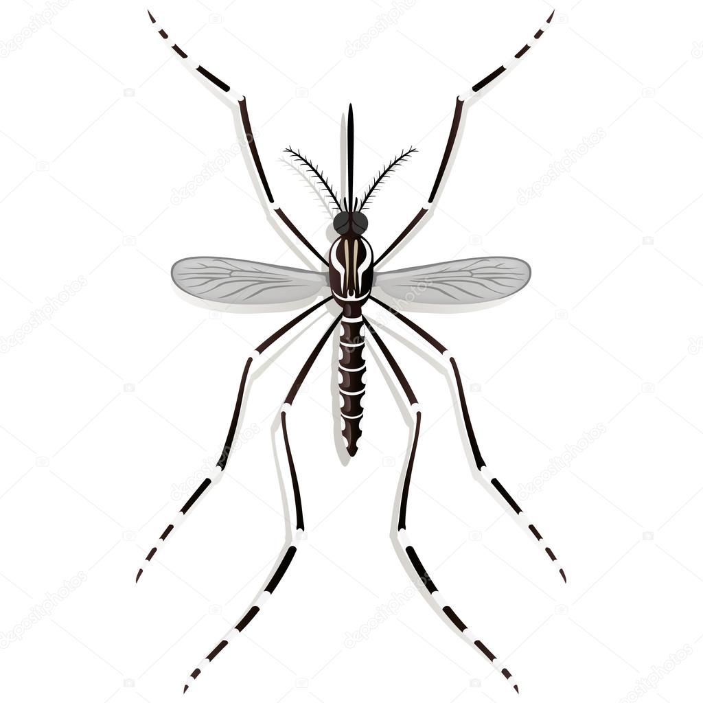 Nature, Aedes Aegypti Mosquito stilt, top view. Ideal for informational and institutional related sanitation and care