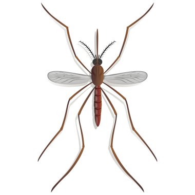 Nature, Mosquito stilt, top view. Ideal for informational and institutional related sanitation and care clipart