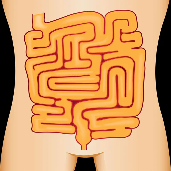 Illustration of the human body stomach maze. ideal for educational materials and interactive — Stock Vector