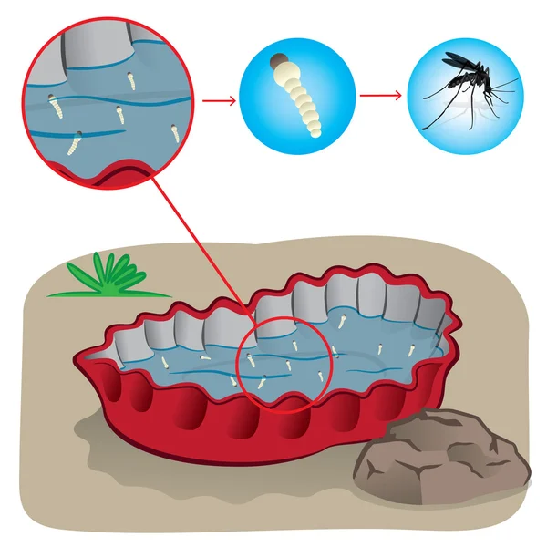Nature, bottle cap with stagnant water with focus mosquito sting. Ideal for informational and institutional related sanitation and care — Stock Vector
