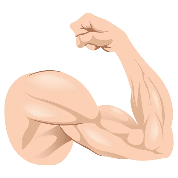 Ilustración que representa el brazo de anatomía humana Músculo masculino. Ideal para materiales institucionales y de formación — Archivo Imágenes Vectoriales