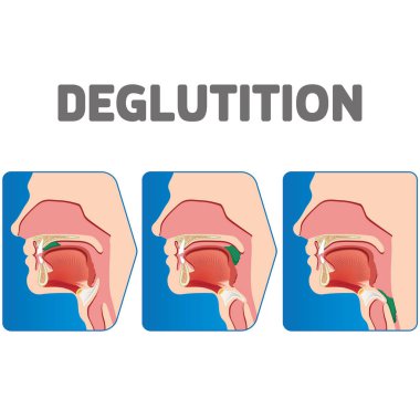 Bolus 'un sindirim sisteminde insan fizyolojisi sekansı. Eğitim ve kurumsal materyaller için ideal