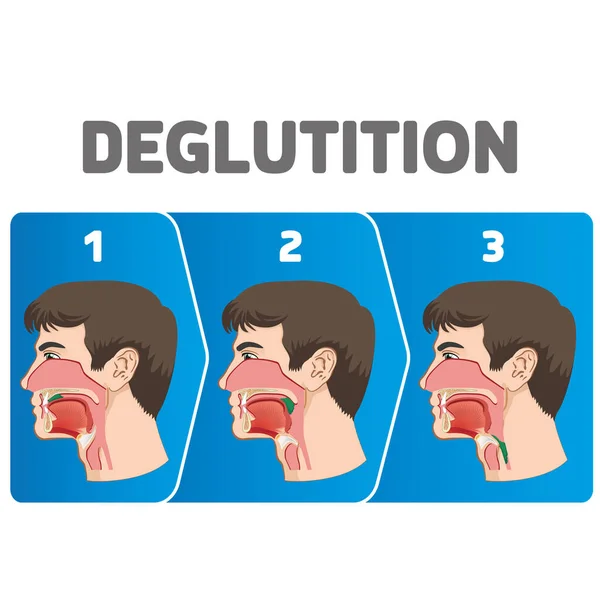 Secuencia Fisiológica Humana Deglución Del Bolo Ideal Para Materiales Educativos — Vector de stock