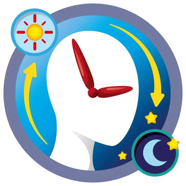 Pineal gland Vector Art Stock Images Depositphotos