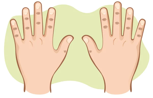Detta är en del av den mänskliga kroppen, händerna par öppen ovanifrån. Perfekt för undervisningsmaterial och institutionella — Stock vektor