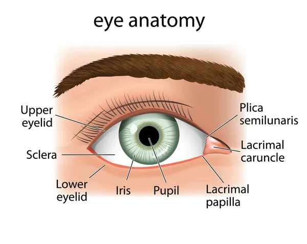 Illustration d'un œil étroit et humain. Idéal pour les fournitures médicales et inditucionais — Image vectorielle