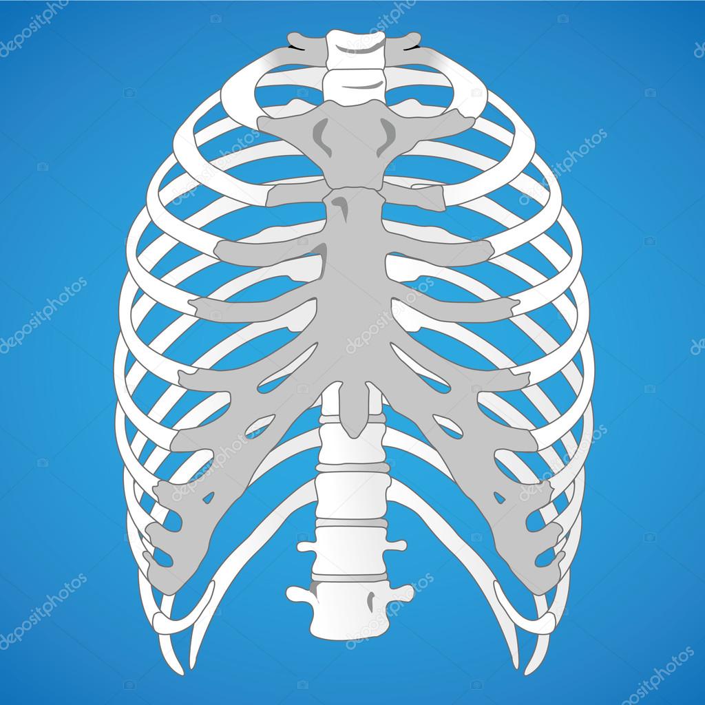 Illustration First Aid, Anatomy human rib cage. Ideal for catalogs, informative and medical guides