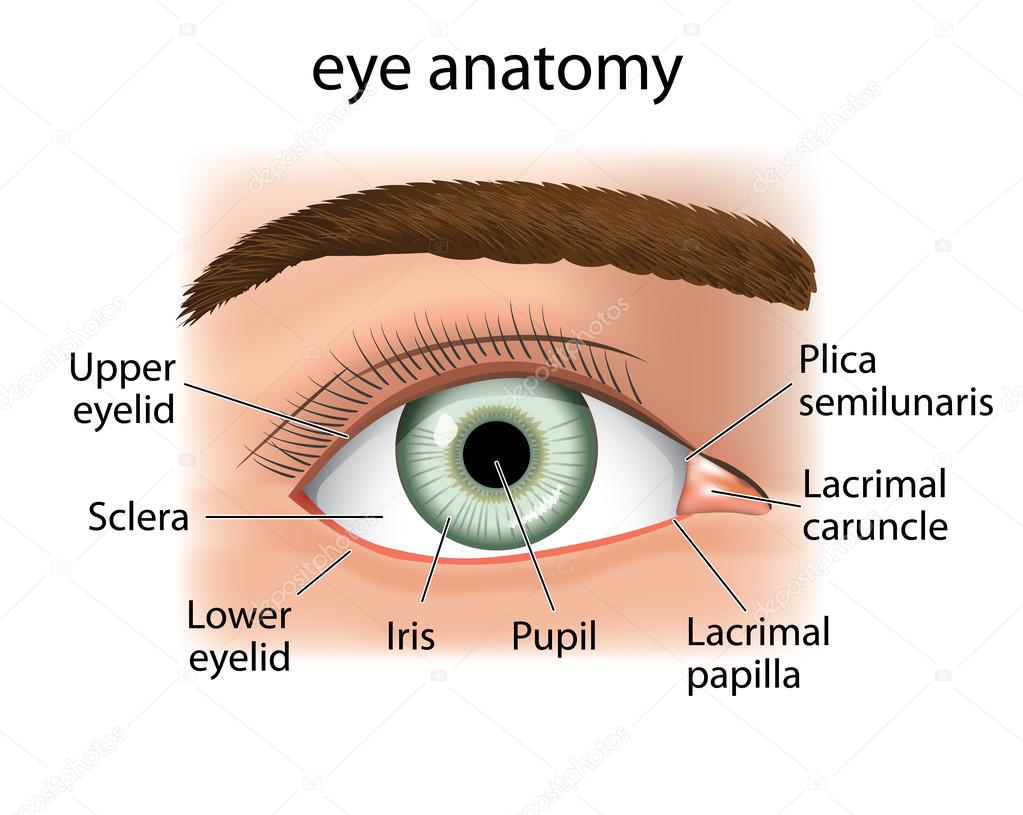 Illustration of a close and a human eye. Ideal for medical supplies and inditucionais