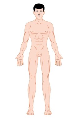 Illustration representing Maculino Human Body Anatomy. Ideal for catalogs, information and first aid guides