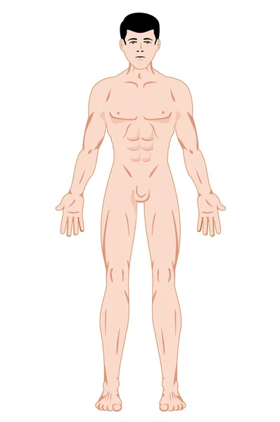 Ilustración que representa la anatomía del cuerpo humano de Maculino. Ideal para catálogos, información y guías de primeros auxilios — Archivo Imágenes Vectoriales