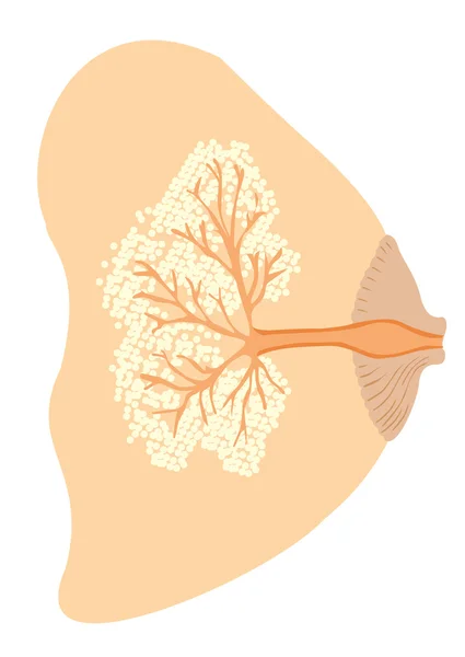 Madre amamantando al bebé, boquillas de diferencia. Ideal para catálogos, guías informativas y de embarazo — Archivo Imágenes Vectoriales