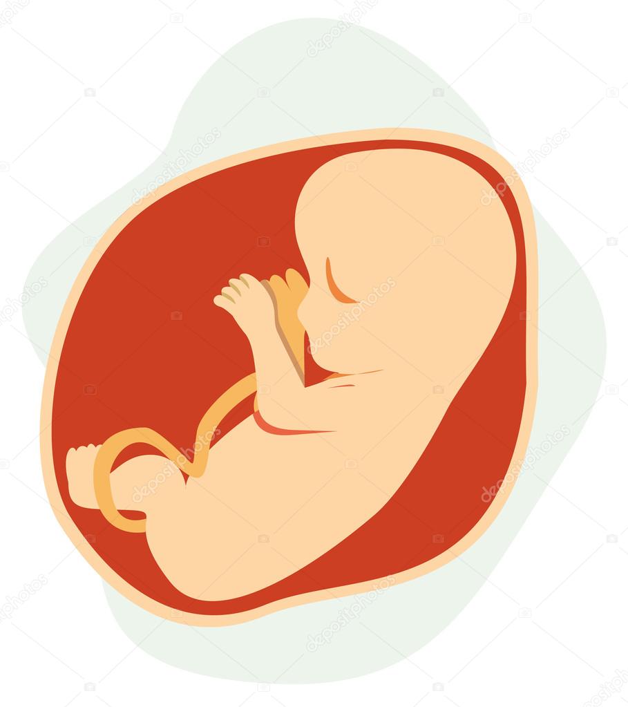 Mother fetus pregnant, baby, inside the belly. Ideal for catalogs, informative and pregnancy guides