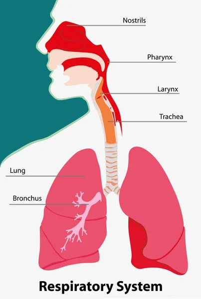 Ilustração representando a anatomia dos vertebrados terrestres do sistema respiratório —  Vetores de Stock