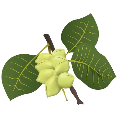 Gıda illüstrasyon, Kakadu Erik meyve exotica Avustralya. Kataloglar, beslenme bilgi ve kurumsal malzeme için idealdir