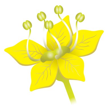 Ferula foetida plant illustration, asafoetida nature. Ideal for catalogs, informative and institutional material clipart